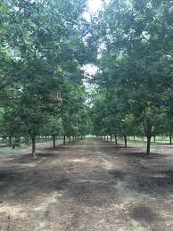 Uga Pecan Extension How Close Is Too Close