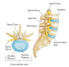 The human skeleton provides the surface for the attachment of muscles, tendons, ligaments. Five Things You Really Need To Know About Your Lower Back Pilates In Leeds
