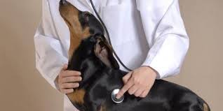 The pet stop veterinary clinic. Pet Stop Veterinary Clinic Veterinarians 117 Delaware St Lonsdale Mn Phone Number