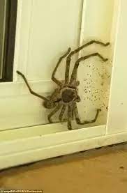 We did not find results for: What S The Size Of An Average House Spider In Australia Quora