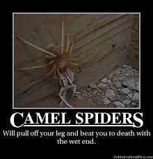 A camel spider is an arachnid in the order solifugae, which means those who flee from the sun. (image credit: Scariest Bugs You Ve Ever Seen Internet In Real Life Forum Dakkadakka Roll The Dice To See If I M Getting Drunk