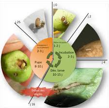 Nous vous proposons un traitement contre le ver de l'olive, bio et efficace. Mouche De L Olive France Olive Afidol