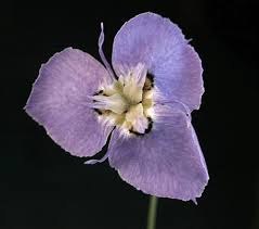 Image result for Moraea elliotii