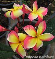Plumeria Intense Rainbow Aka Brilliant Rainbow Plumeria Flowers Frangipani Plumeria