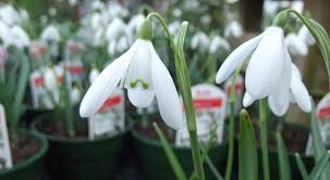 They look great when paired with feathery grasses and shorter flower plants such as nepeta. Buy Spring And Summer Flowering Bulbs At Trevena Cross Seasonally