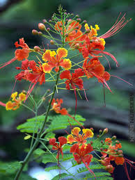 Image result for Caesalpinia rostrata