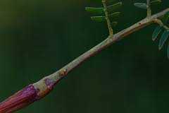 Image result for Acacia amythethophylla