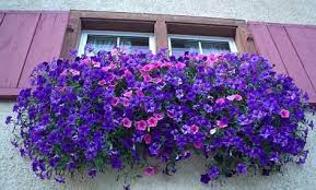 A volte i frutti maturi, a volte i fiori, a volte le foglie colorate. Fiori Da Balcone Pendenti 3 Piante A Cascata Facili Da Coltivare Fiori Da Balcone Coltivare Fiori Piante Da Balcone