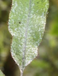 Image result for Elaphoglossum acrostichoides