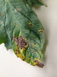 Image result for tomato seedling early blight