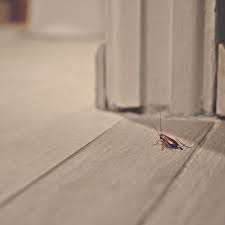 When two roach control methods come in direct contact with one another, it's not uncommon for the potency to be limited as a result. How To Get Rid Of Roaches This Old House