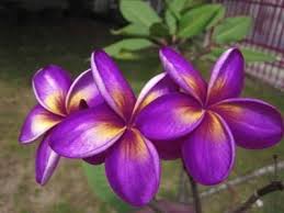 Pin On Flores