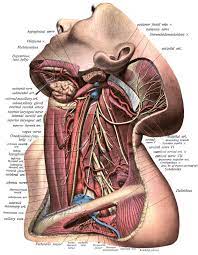 The vagus nerve is the longest of 12 cranial nerves and extends from the brainstem through the vasovagal syncope is one of the most common causes of fainting, which originates in the vagus nerve. Tissue Remodeling And The Vasovagal Response