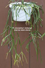 Image result for Rhynchosia micrantha