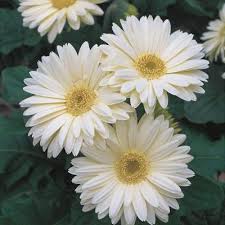 Maybe you would like to learn more about one of these? Daisy Perennials Garden Flowers The Home Depot
