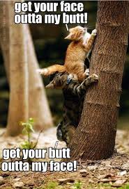 Isn T This From The G Force Trailer From About Ten Years Ago I Always Thought This Was Funny Even If The Movi Funny Animal Jokes Cat Memes Funny Animal Memes