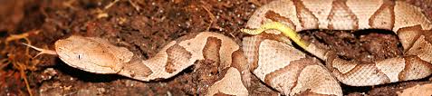 List Of Venomous Florida Snakes Florida Museum Of Natural