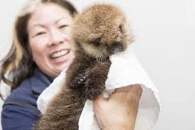 Shedd Aquarium Staff Foster Sea Otter Pup