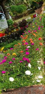 Ros jepun 6.091 views1 year ago. Warisan Petani Tanam Bunga Rose Jepun