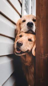 Pin By Henna On Awesome In 2020 Cute Animals Puppies Cute Dog Wallpaper