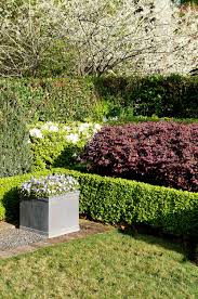 Since 2014, boxwood blight has been steadily spreading throughout georgia landscapes and threatening large and economically important boxwood plantings. Loropetalum Hedge Sits Behind Trimmed Boxwoods Framing The Corner Of The Zoysia Lawn Planter For Seasonal Color Boxwood Landscaping Front Yard Plants Hedges