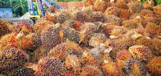 4197) is a malaysian trading conglomerate. Nestle And Sime Darby Plantation Launch Worker Helpline To Tackle Human And Labor Rights Issues In Palm Oil Supply Chain Thepalmoil Com