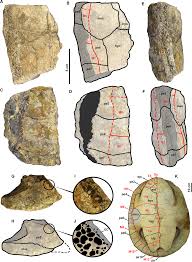 Daniel serrano got his msc in software engineering from universidad autónoma de madrid (2003) and the msc in robotics and automation from universidad politecnica de catalunya (2015). Valanginian Occurrence Of Pelomedusoides Turtles In Northern South America Revision Of This Hypothesis Based On A New Fossil Remain Peerj