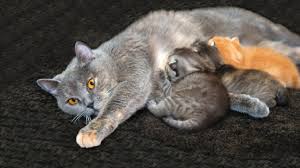 Wann wird meine katze rollig? Katze Rollig Katzenwelt Net