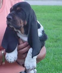 We did not find results for: 900 Gone To The Dogs Ideas In 2021 Dogs Bassett Hound Basset Hound