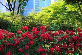 Many flower colors and foliage types available, browse our online catalog and save! 10 Stunning Red Flowering Shrubs Garden Lovers Club