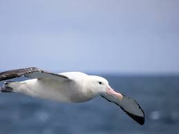10 Fascinating Facts About the Wandering Albatross