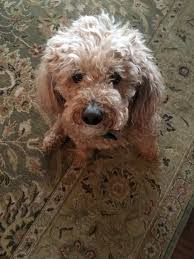 Pin By Lynn Elam Bonge On Purrl And Gino Dogs Animals