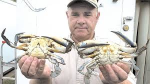 La desaparición de lady frances carfax. The Gender Gap Is Real For Crabs Baltimore Sun
