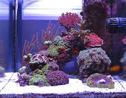 Aquascaping in reef aquariums is much less pronounced, making it much more difficult. Aquascaping The Reef Tank Part 1 Inspiration Evergreen Blue