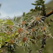 Image result for Clematis brachiata