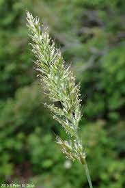 Image result for Trisetopsis milanjianum