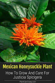 It has been used in the traditional medicine for healing diseases such as dysentery. Mexican Honeysuckle Plant How To Grow And Care For Justicia Spicigera Honeysuckle Plant Plants Arizona Backyard Landscaping