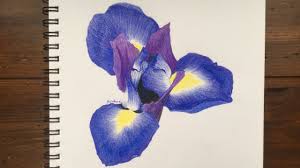 This lesson on how to draw an iris is done! Drawing An Iris Flower Youtube