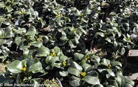 Image result for Lythrum rotundifolium