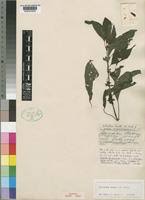 Image result for Dicliptera laxata