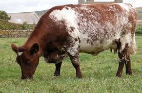 Choosing A Dairy Cow Breeds Dairy Cow Breeds Beef Cow Cow
