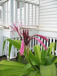 Image result for Crinum asiaticum