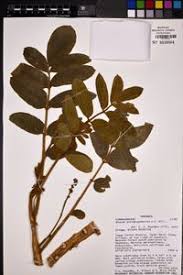 Image result for Brucea antidysenterica