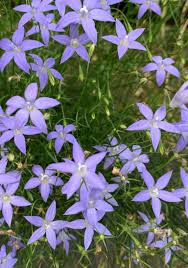Image result for Wahlenbergia capitata