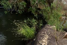 Image result for Kanahia