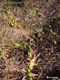 Image result for Malaxis weberbaueriana