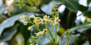 Image result for Ocotea