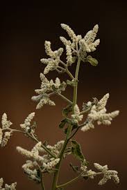 Image result for Aerva leucura