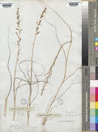 Image result for Eragrostis gummiflua
