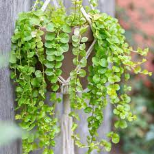 Noteworthy characteristics this cultivar can withstand damper soils than many other types of ground covers and can tolerate limited foot traffic. Creeping Jenny Plant Care Growing Guide